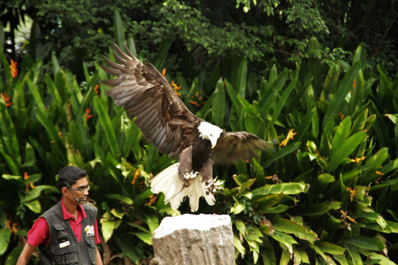 The “King of the Skies” show